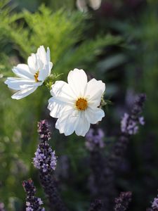 Preview wallpaper kosmeya, flowers, petals, macro, white, spring