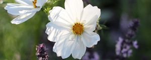 Preview wallpaper kosmeya, flowers, petals, macro, white, spring