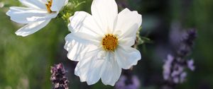 Preview wallpaper kosmeya, flowers, petals, macro, white, spring