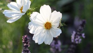 Preview wallpaper kosmeya, flowers, petals, macro, white, spring