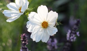 Preview wallpaper kosmeya, flowers, petals, macro, white, spring