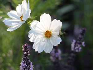 Preview wallpaper kosmeya, flowers, petals, macro, white, spring