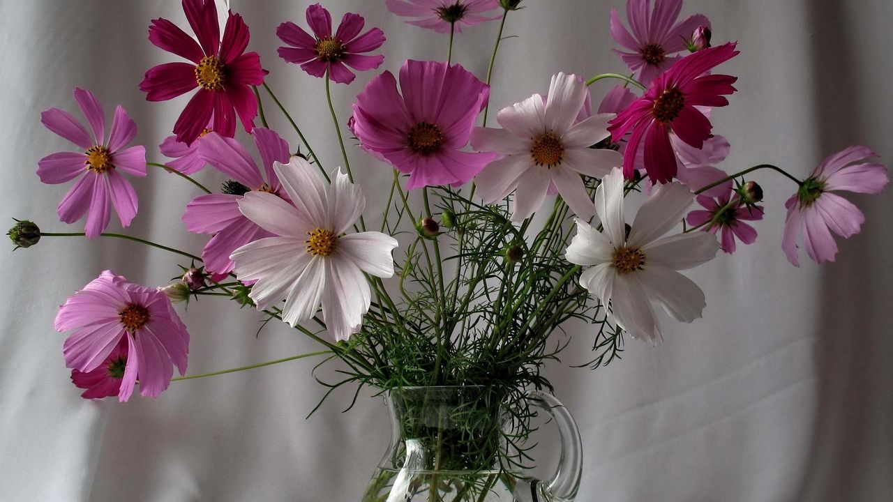 Wallpaper kosmeya, flowers, pot, flower, green