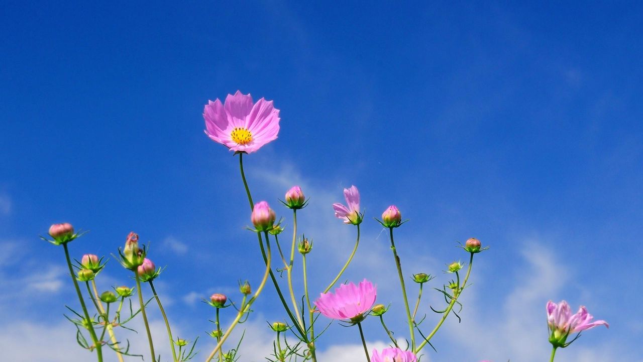 Wallpaper kosmeya, flowers, sky, blue, clouds