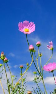 Preview wallpaper kosmeya, flowers, sky, blue, clouds