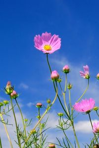 Preview wallpaper kosmeya, flowers, sky, blue, clouds