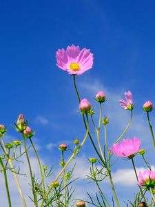 Preview wallpaper kosmeya, flowers, sky, blue, clouds