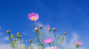 Preview wallpaper kosmeya, flowers, sky, blue, clouds