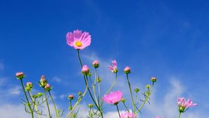 Preview wallpaper kosmeya, flowers, sky, blue, clouds