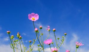 Preview wallpaper kosmeya, flowers, sky, blue, clouds