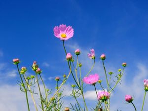 Preview wallpaper kosmeya, flowers, sky, blue, clouds