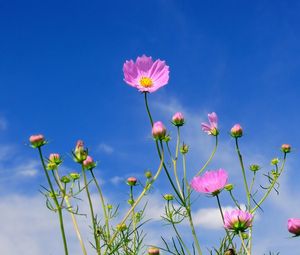 Preview wallpaper kosmeya, flowers, sky, blue, clouds