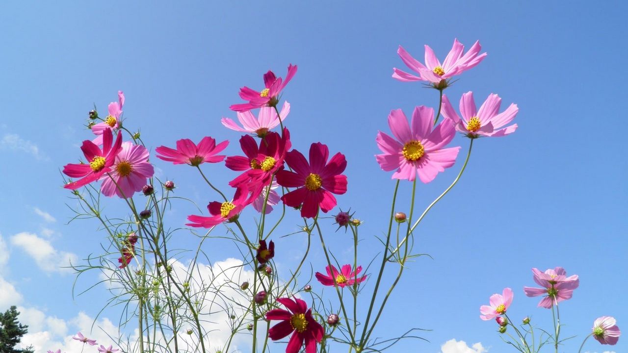 Wallpaper kosmeya, flowers, sky, meadow, sunny