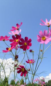 Preview wallpaper kosmeya, flowers, sky, meadow, sunny