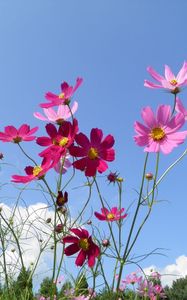 Preview wallpaper kosmeya, flowers, sky, meadow, sunny