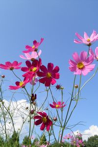 Preview wallpaper kosmeya, flowers, sky, meadow, sunny