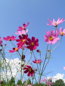 Preview wallpaper kosmeya, flowers, sky, meadow, sunny