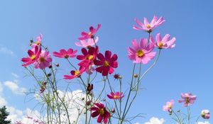 Preview wallpaper kosmeya, flowers, sky, meadow, sunny