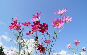 Preview wallpaper kosmeya, flowers, sky, meadow, sunny