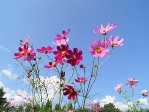 Preview wallpaper kosmeya, flowers, sky, meadow, sunny