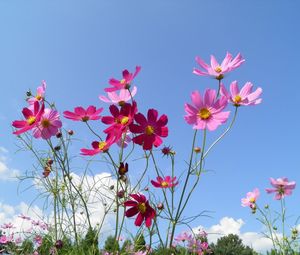 Preview wallpaper kosmeya, flowers, sky, meadow, sunny