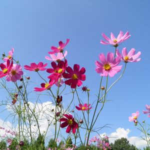 Preview wallpaper kosmeya, flowers, sky, meadow, sunny