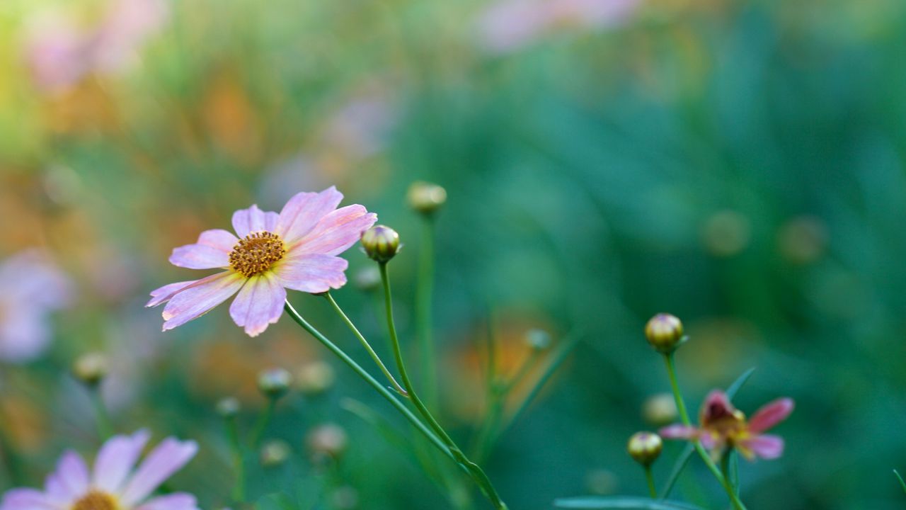 Wallpaper kosmeya, petals, flower, bud, macro