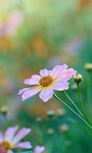 Preview wallpaper kosmeya, petals, flower, bud, macro