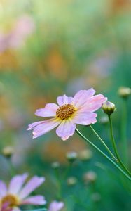 Preview wallpaper kosmeya, petals, flower, bud, macro