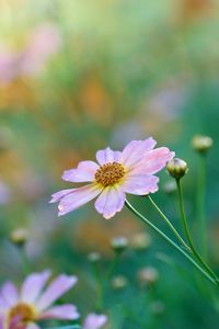 Preview wallpaper kosmeya, petals, flower, bud, macro