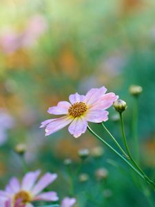 Preview wallpaper kosmeya, petals, flower, bud, macro