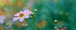 Preview wallpaper kosmeya, petals, flower, bud, macro