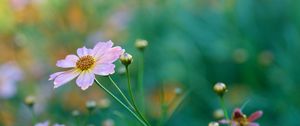 Preview wallpaper kosmeya, petals, flower, bud, macro