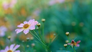 Preview wallpaper kosmeya, petals, flower, bud, macro