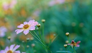 Preview wallpaper kosmeya, petals, flower, bud, macro