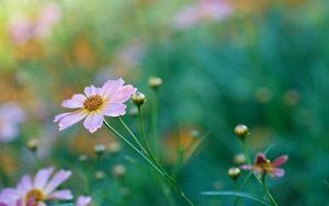 Preview wallpaper kosmeya, petals, flower, bud, macro