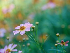 Preview wallpaper kosmeya, petals, flower, bud, macro