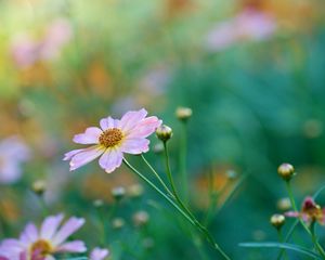 Preview wallpaper kosmeya, petals, flower, bud, macro