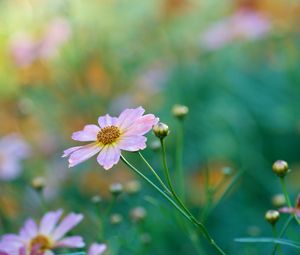 Preview wallpaper kosmeya, petals, flower, bud, macro