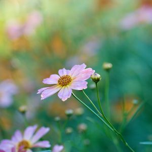 Preview wallpaper kosmeya, petals, flower, bud, macro