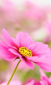 Preview wallpaper kosmeya, petals, flower, macro, pink