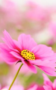 Preview wallpaper kosmeya, petals, flower, macro, pink