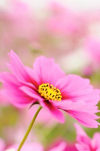 Preview wallpaper kosmeya, petals, flower, macro, pink