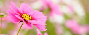 Preview wallpaper kosmeya, petals, flower, macro, pink