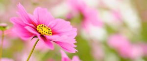 Preview wallpaper kosmeya, petals, flower, macro, pink