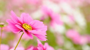 Preview wallpaper kosmeya, petals, flower, macro, pink