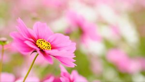 Preview wallpaper kosmeya, petals, flower, macro, pink