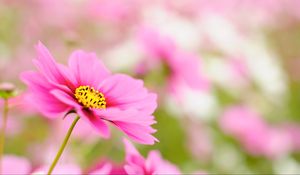 Preview wallpaper kosmeya, petals, flower, macro, pink