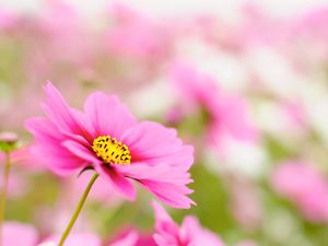 Preview wallpaper kosmeya, petals, flower, macro, pink