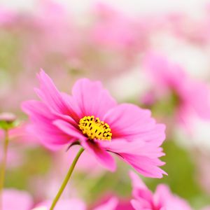 Preview wallpaper kosmeya, petals, flower, macro, pink